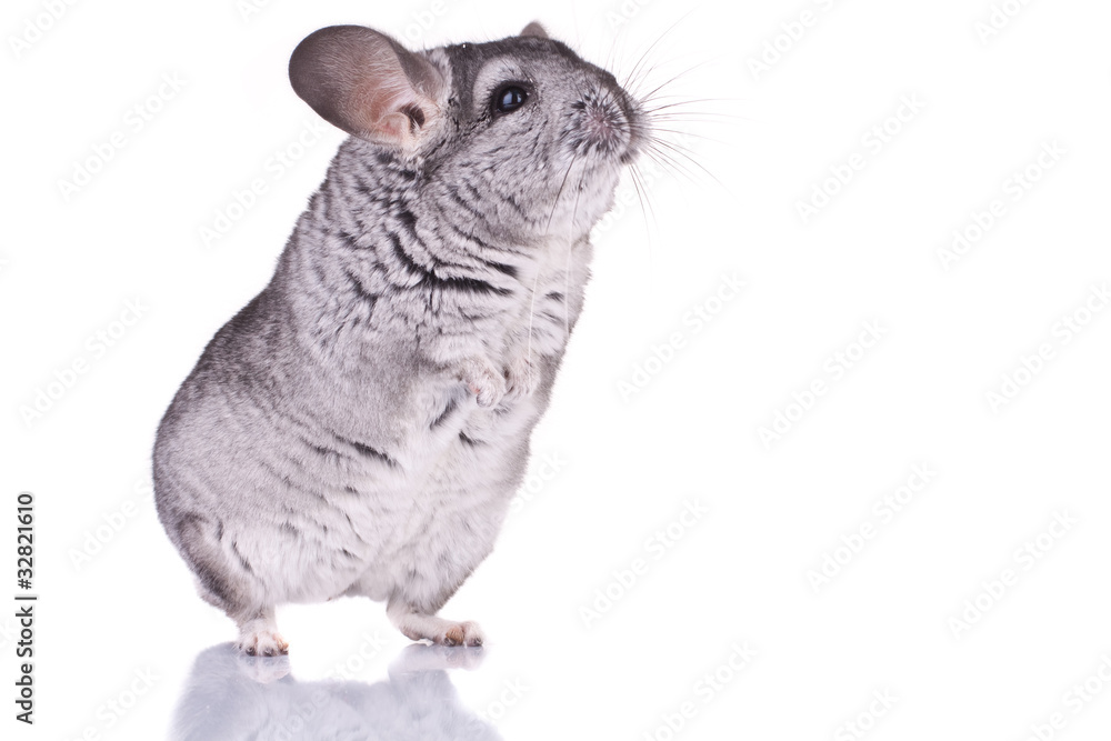 Obraz premium Young Chinchilla