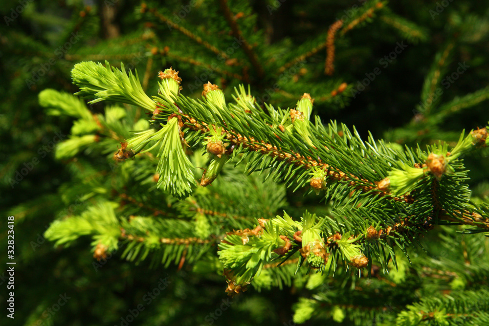 Young spruce branch Young spruce branch