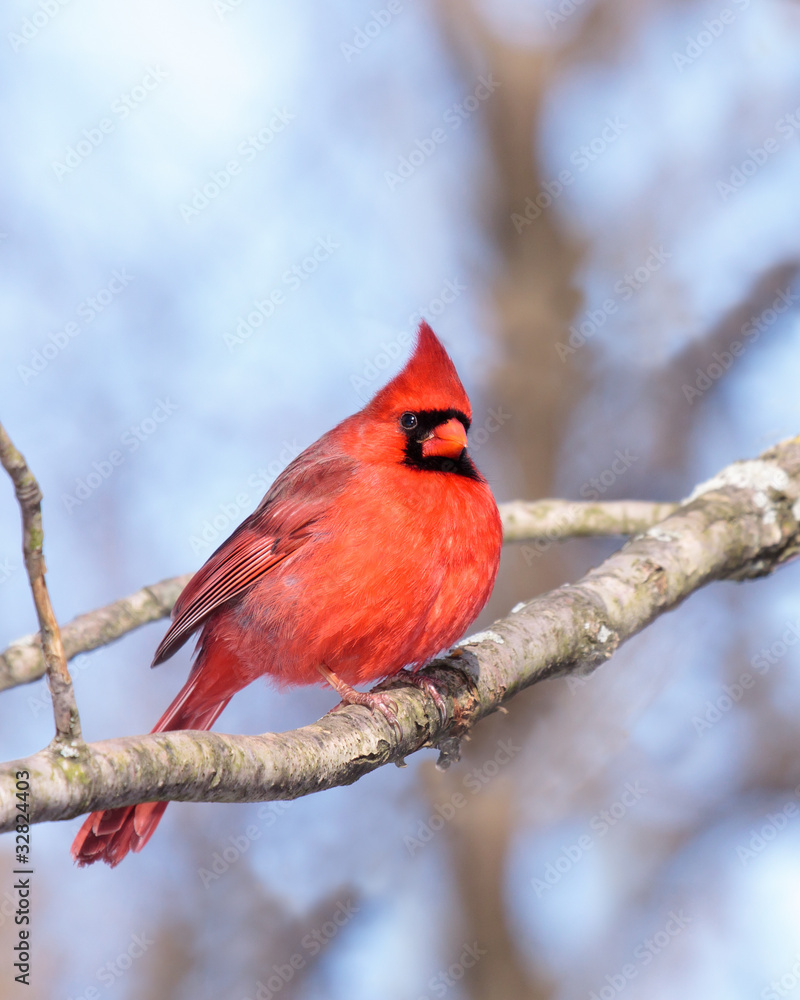 cardinal nestled in a leafless tree cardinal nestled in a leafless tree