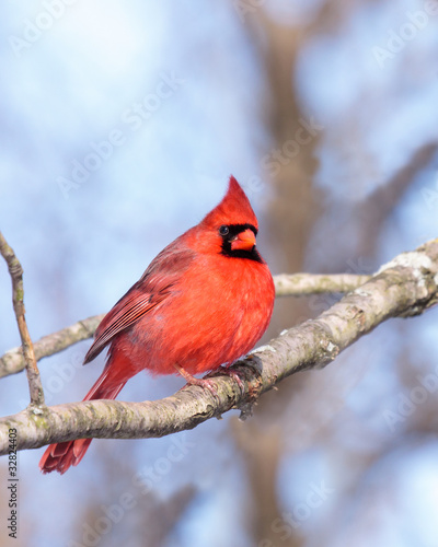 cardinal nestled in a leafless tree © mtruchon