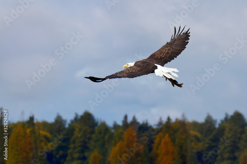 bald eagle with its prey