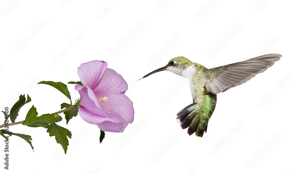 Fototapeta premium hummingbird floats under a butterfly bush