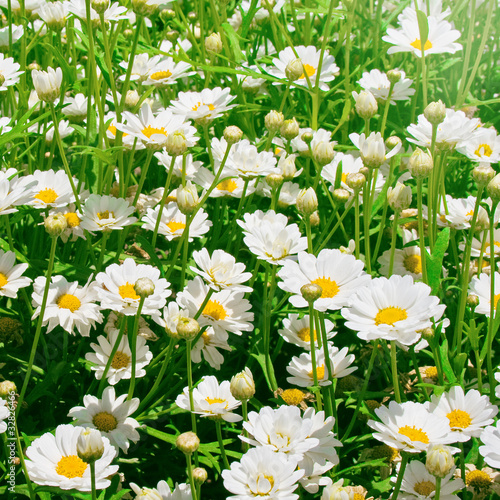 sunny daisy meadow