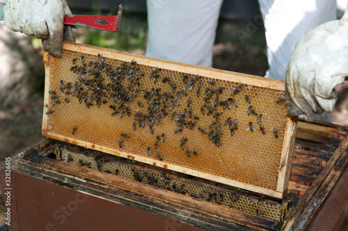 imker mit bienenvolk