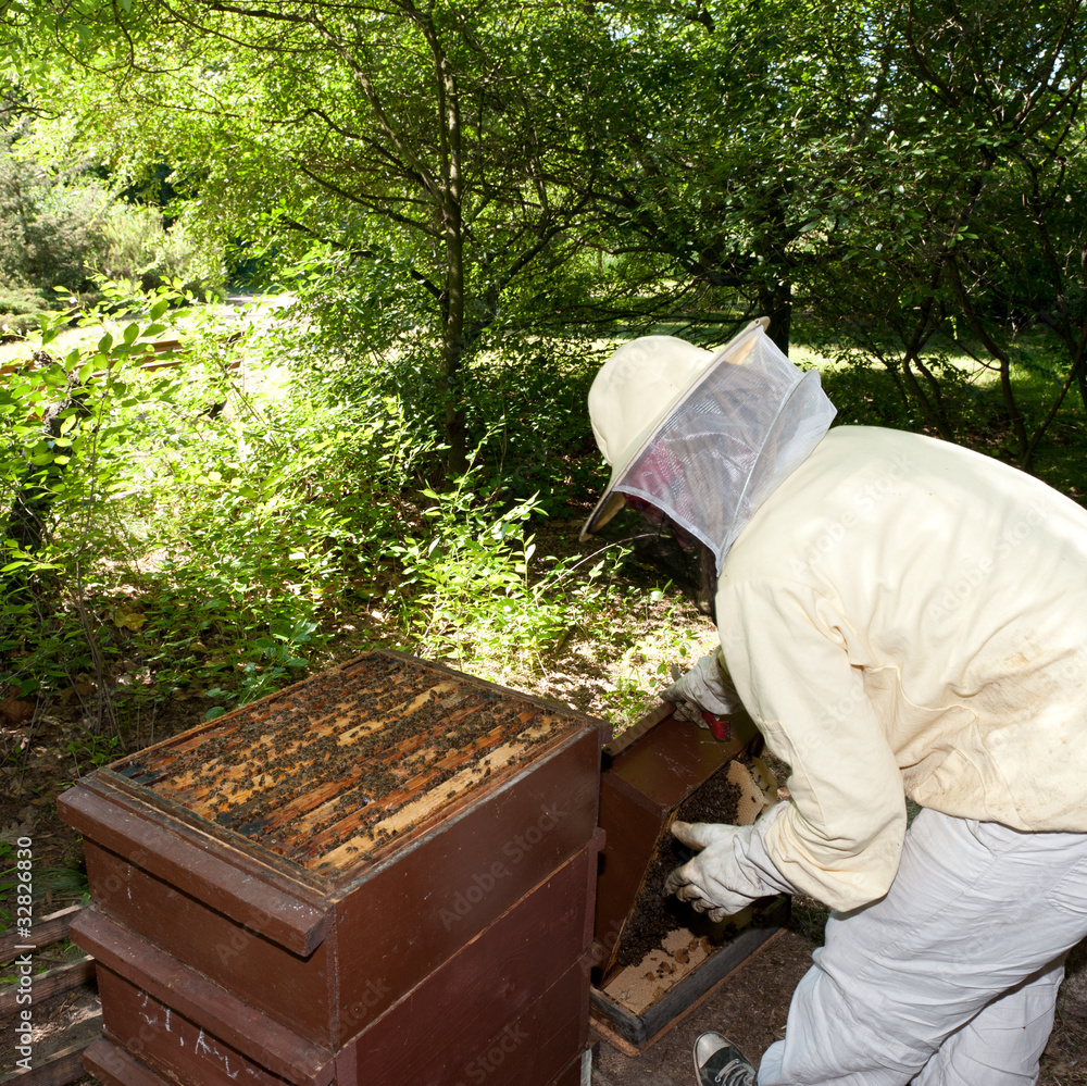 imker mit bienenvolk imker mit bienenvolk