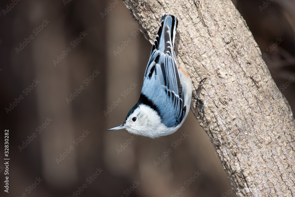 Fototapeta premium white breasted nuthatch stand up side down on a tree branch
