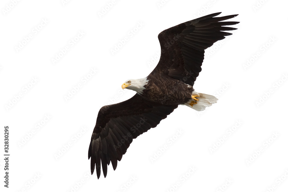 Naklejka premium spread wing bald eagle soars across the sky