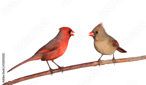 two cardinals with a whole safflower seeds in their beak