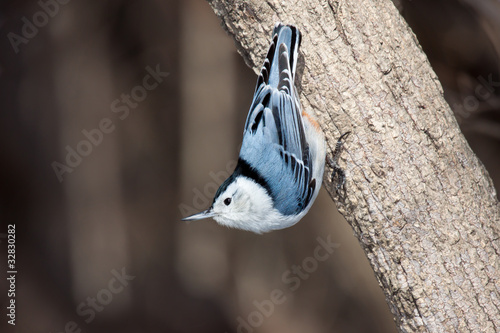 white breasted nuthatch stand up side down on a tree branch