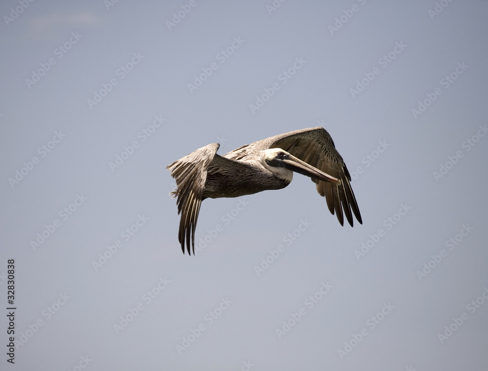 Obraz premium Brown Pelican