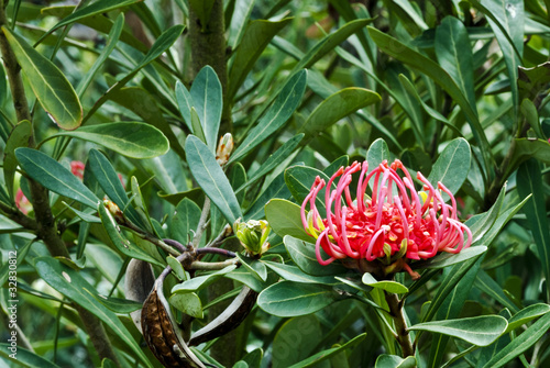 Tasmanian waratah, Telopea truncata, flower and foliage photo