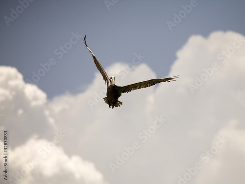 Photography Brown Pelican