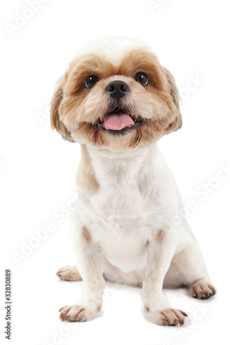 cute dog isolated on white background