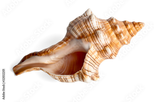 isolated shell