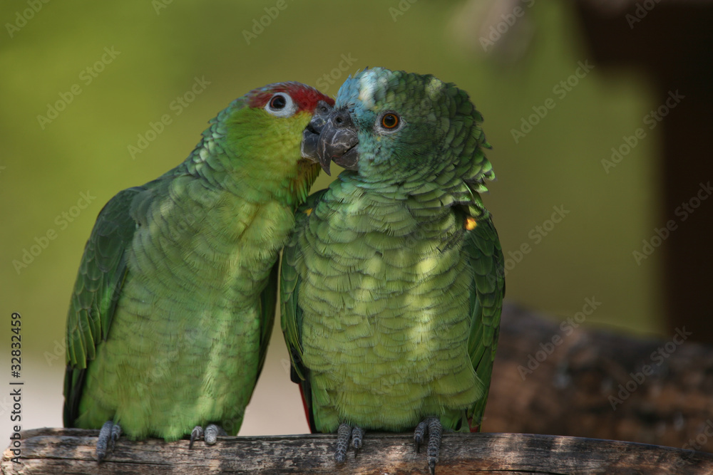 Obraz premium Amazonen