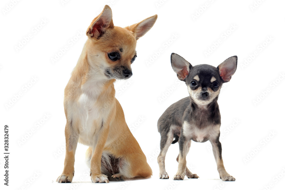 femelle chiot chihuahua
