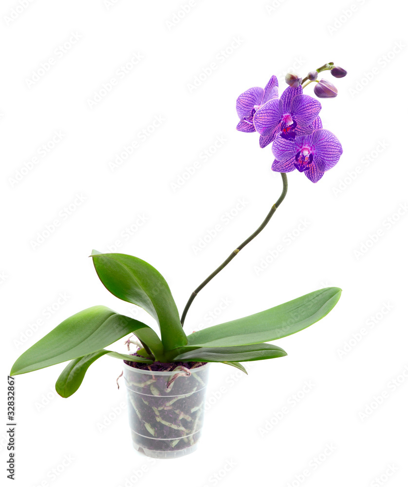 Violet orchid Violet orchid