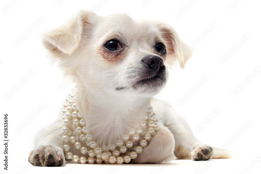 chihuahua et collier de perle