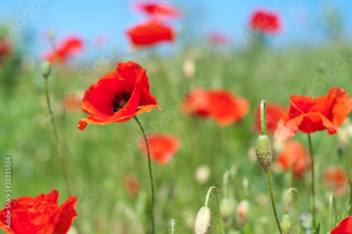 poppies on the meadow