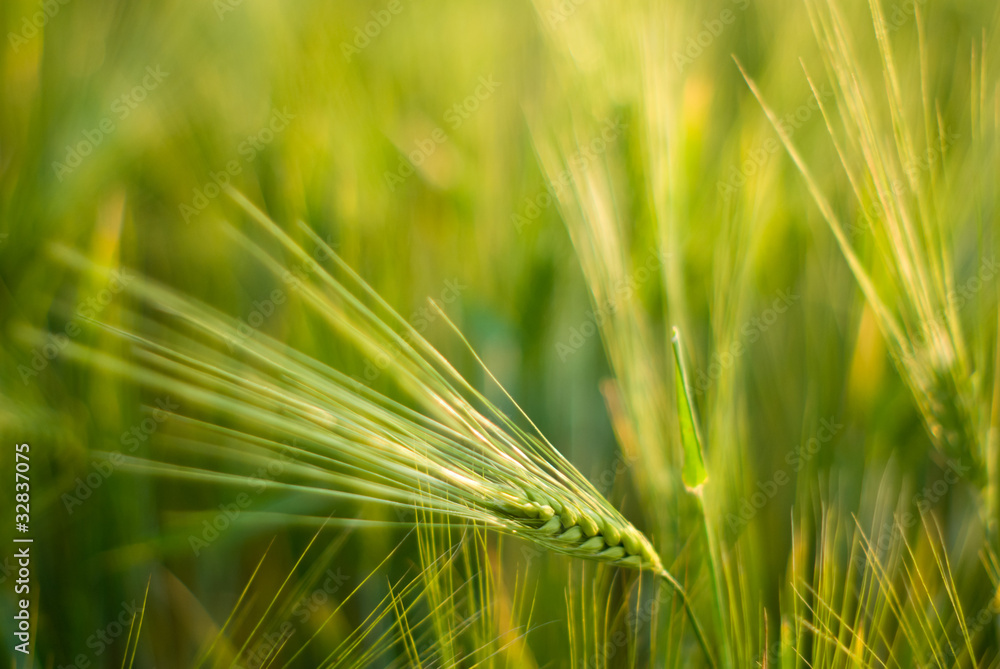 wheat wheat