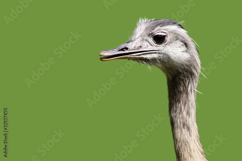 Emu freigestellt - grün