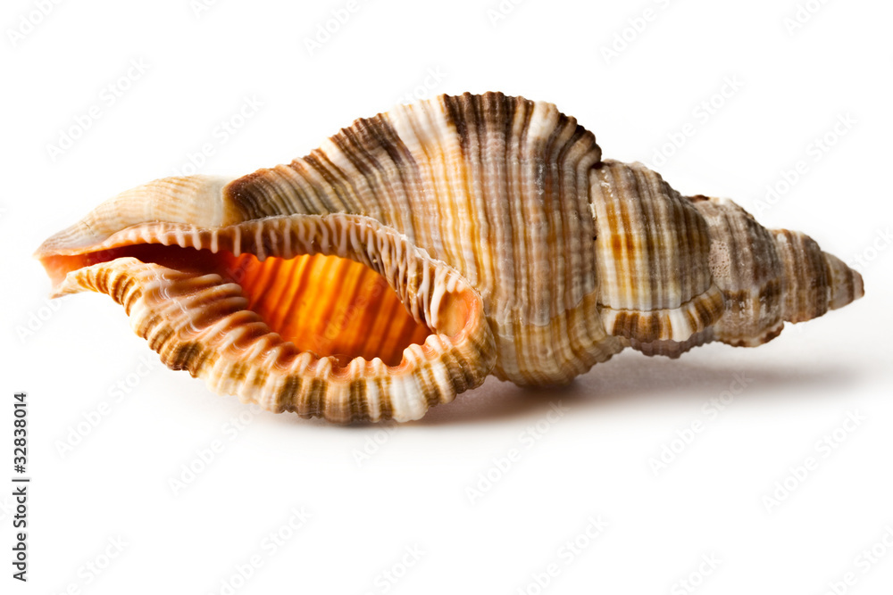 Seashell isolated on the white background Seashell isolated on the white background