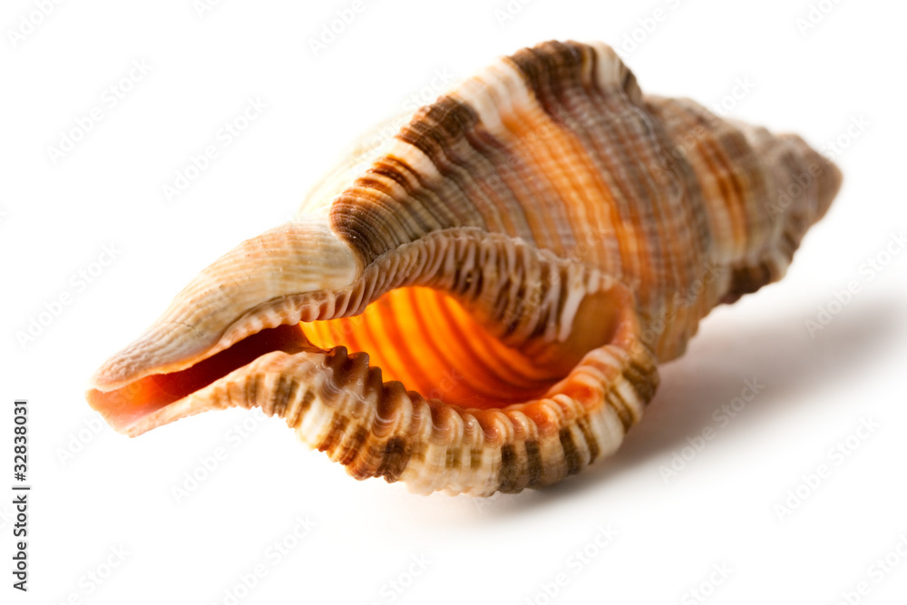Seashell isolated on the white background Seashell isolated on the white background