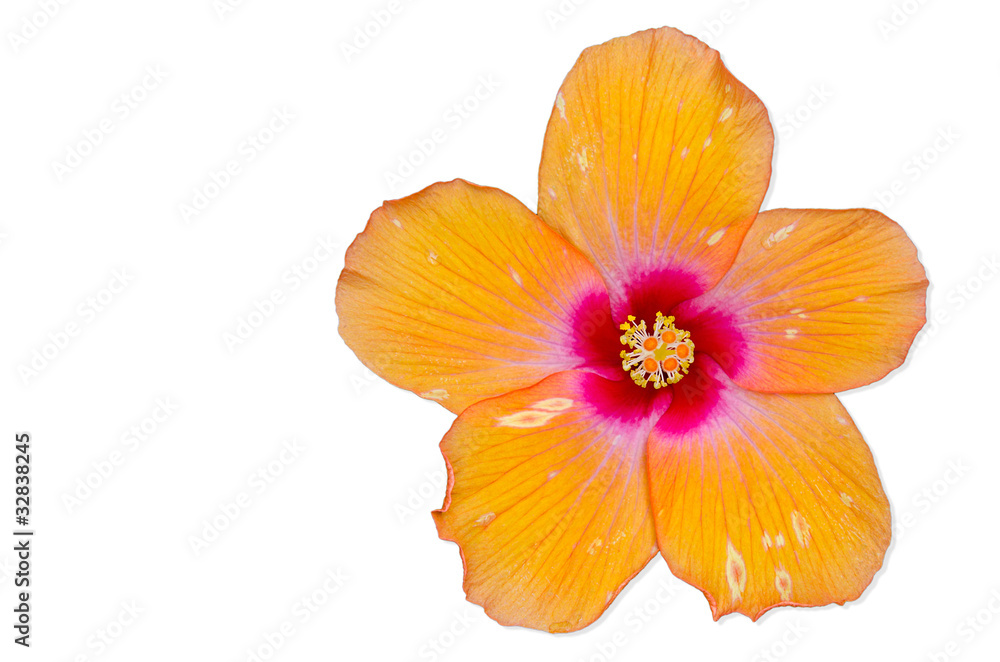Orange Hibiscus flower, Thailand. Orange Hibiscus flower, Thailand.