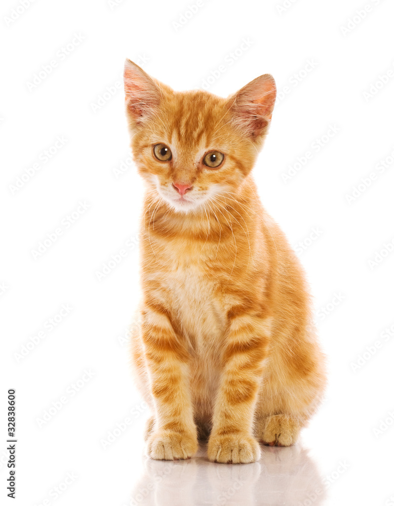 Obraz premium Czerwony mały kot