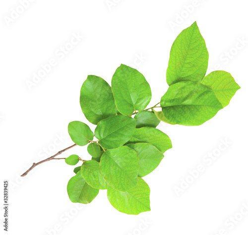 Gentle green branch isolated on a white background
