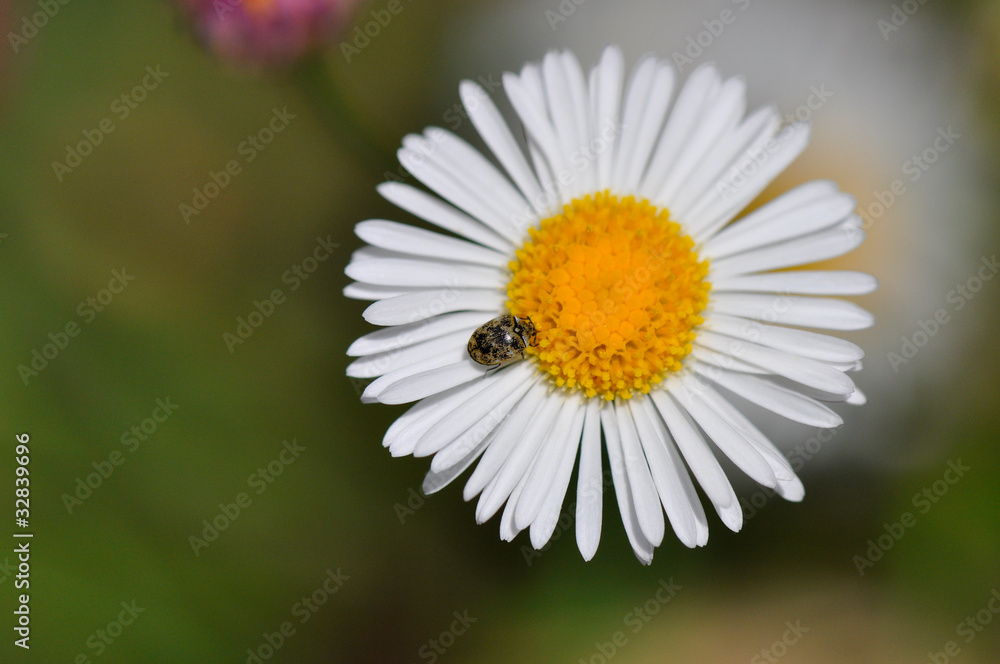Coccinelle asiatique sur une marguerite Coccinelle asiatique sur une marguerite