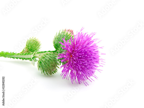 Leinwand Poster Inflorescence of Greater Burdock