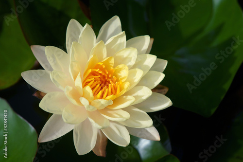 Yellow lotus blooming in the pond