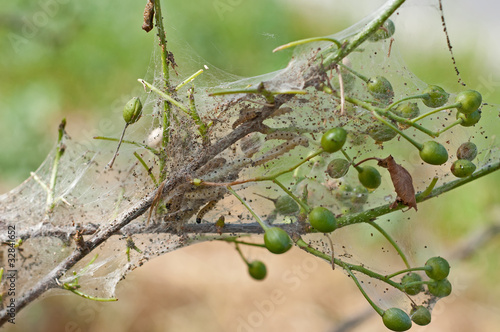 processionaria photo