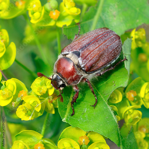 Valokuvatapetti chafer beetle