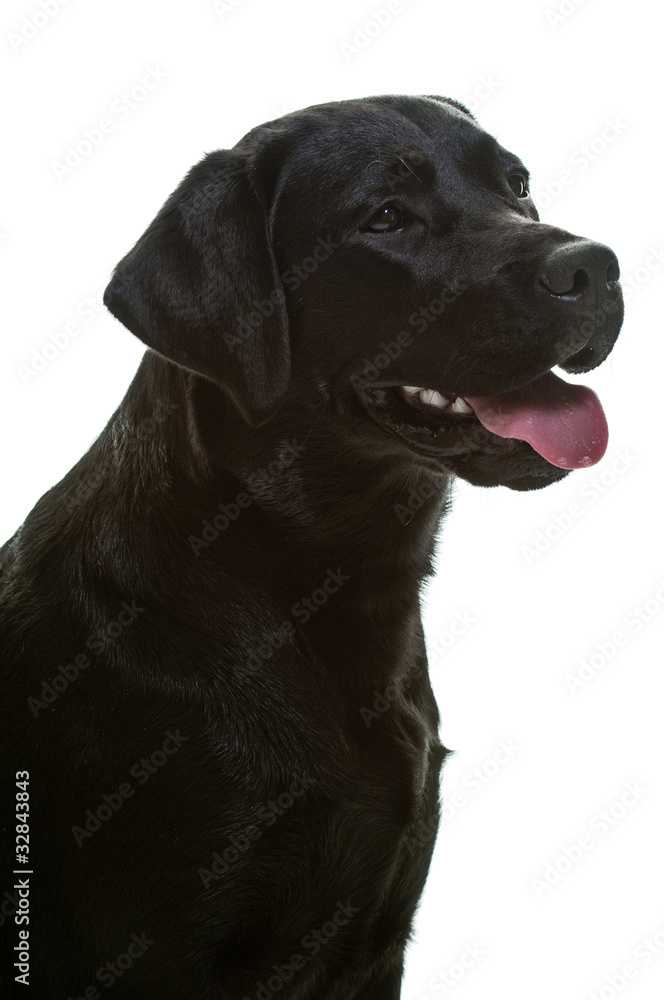 Labrador, schwarz, Rassehund, Studioaufnahme, freigestellt Labrador, schwarz, Rassehund, Studioaufnahme, freigestellt