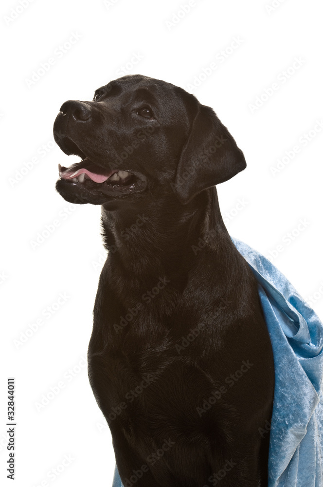 Labrador, schwarz, Rassehund, Studioaufnahme, freigestellt Labrador, schwarz, Rassehund, Studioaufnahme, freigestellt