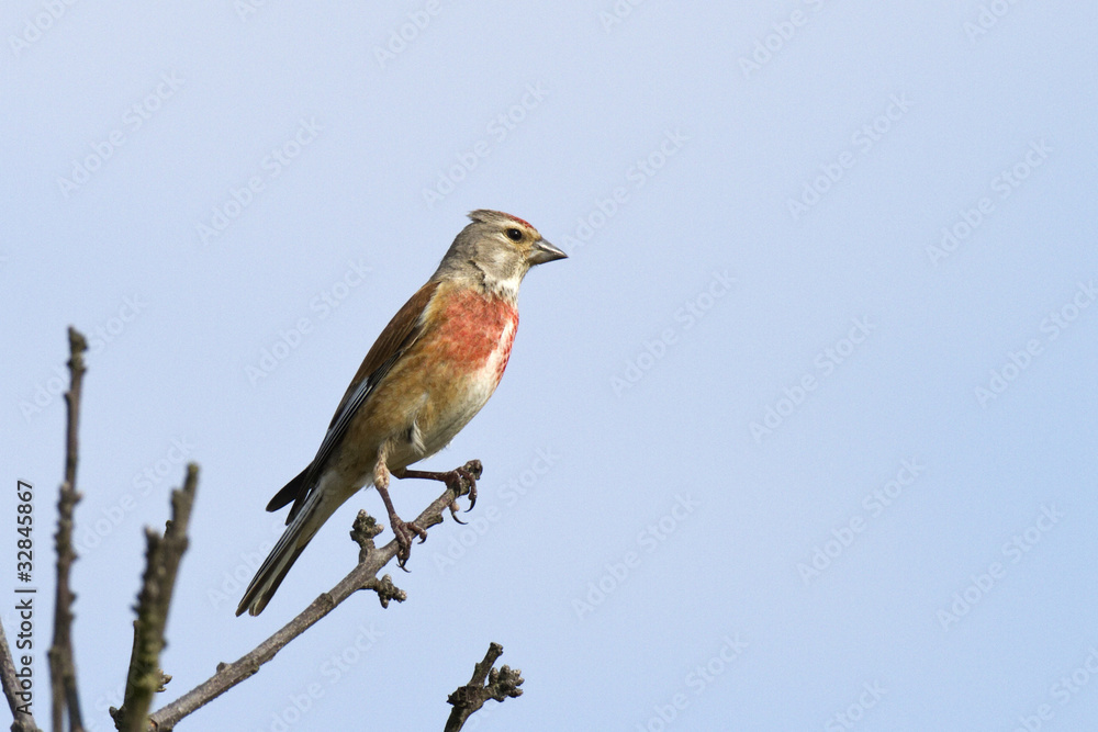 Carduelis cannabina - Linotte mélodieuse (m) - Common Linnet( m) Carduelis cannabina - Linotte mélodieuse (m) - Common Linnet( m)