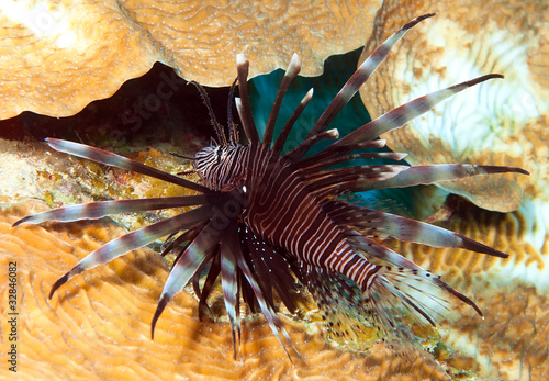 Lionfish