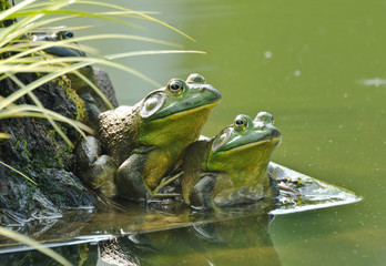 Wandcirkels Kikker Kikkerkoppel samen in natuur  © Mary Durden