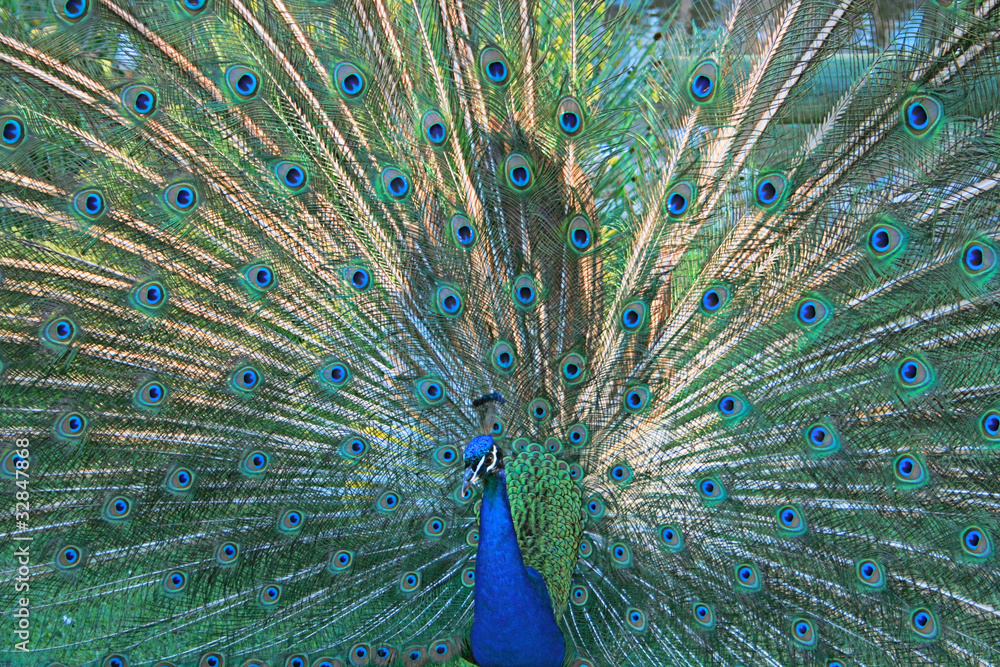 Fototapeta premium Peacock