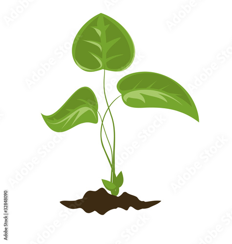 sprout