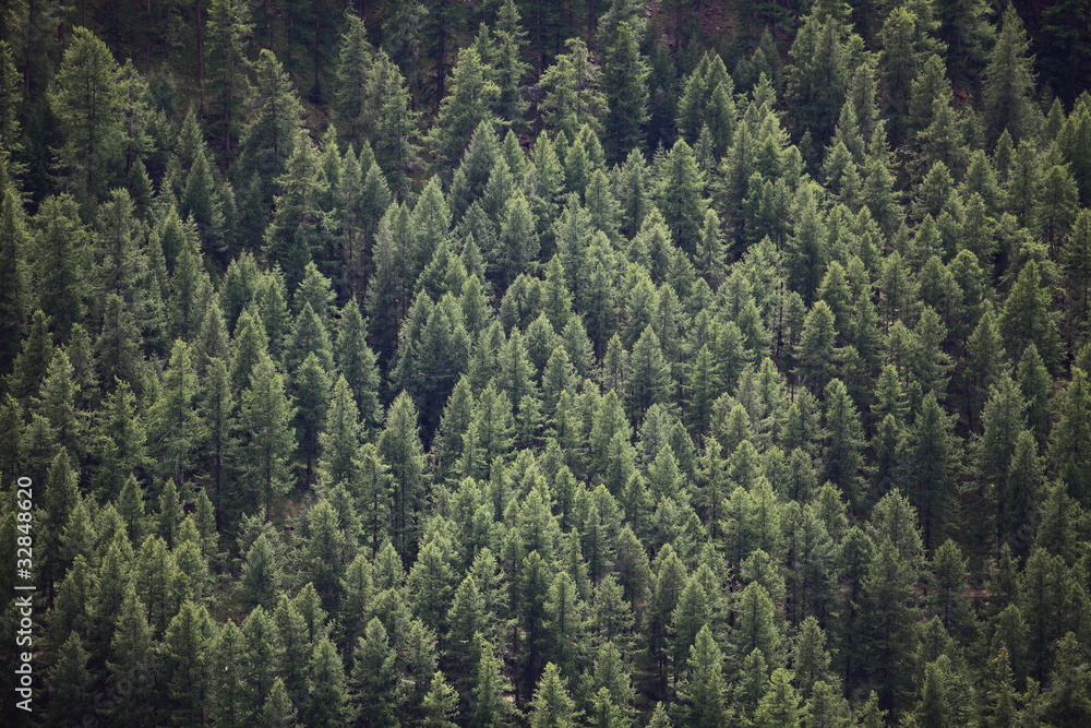 foresta foresta