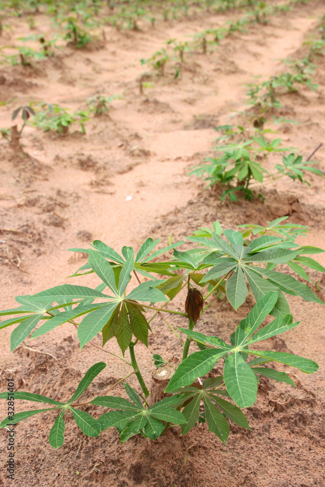 Cassava field