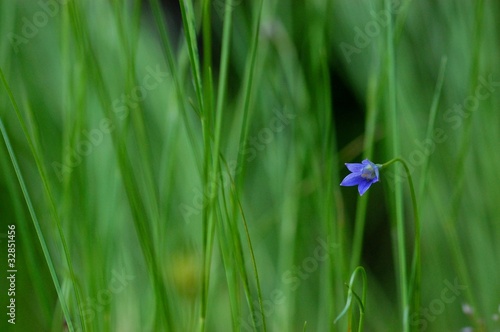 青い野草の花