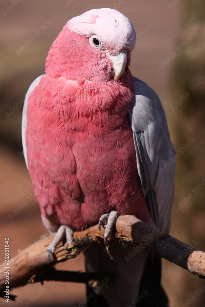 Obraz premium Rosakakadu