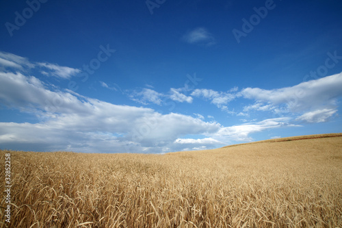wild oat farmland with blue sky in summer