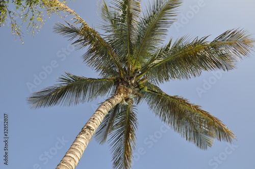 Palme auf Lanzarote