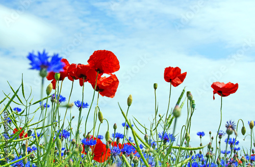 Fototapeta Naklejka Na Ścianę i Meble -  Blumenwiese