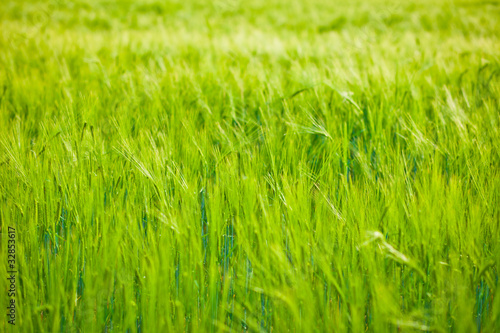 Wheat field